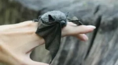 Početna bat: njega i sadržaj
